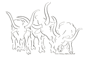 Watusi cows 