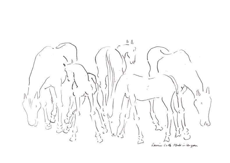 Cavalli arabi sul pascolo 